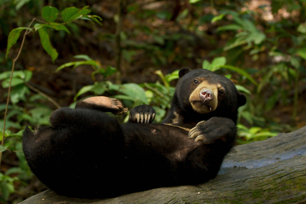 Sun Bear in Borneo