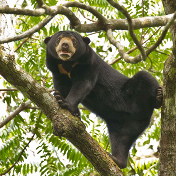 Sun Bear