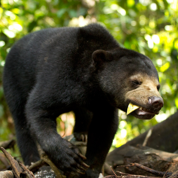 Sun Bear