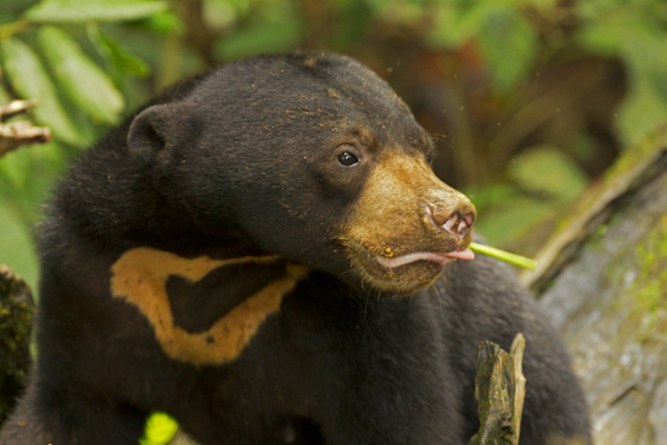 Sun Bear in Wild