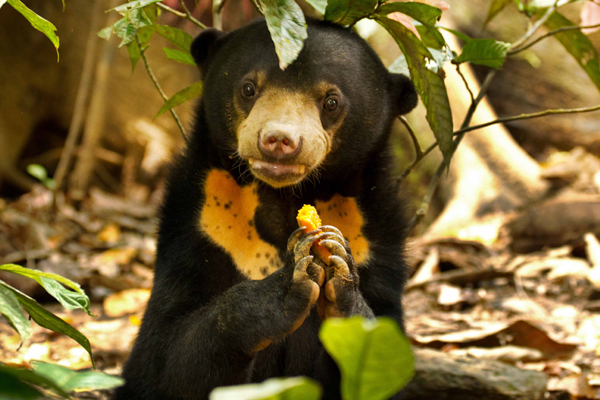 Sun Bear in Wild