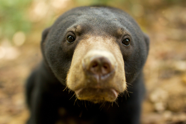 Sun Bear in Wild