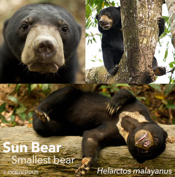 Sun bears